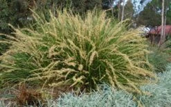 Katrinus Deluxe Lomandra - 1 Gallon Pot -Garden Care lomandra longifolia katrinus deluxe 2