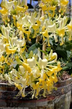 Scentsation Fragrant Yellow Honeysuckle - Lonicera Periclymenum - 1 Gallon Pot -Garden Care lonicera scentsation fragrant yellow honeysuckle 101