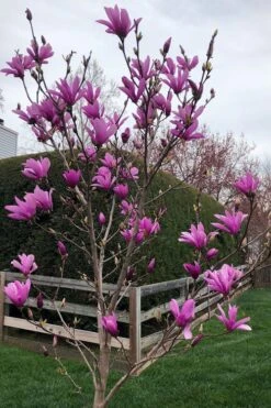 Ann Magnolia Tulip Tree - 2 Gallon Pot -Garden Care magnolia ann tulip tree 100