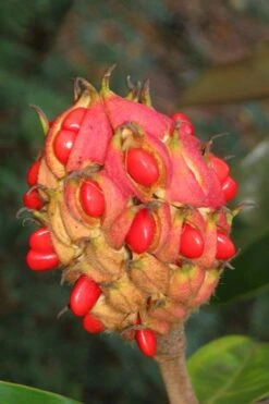 Victoria Cold Hardy Evergreen Magnolia - 3 Gallon Pot -Garden Care magnolia edith bogue fruit 1