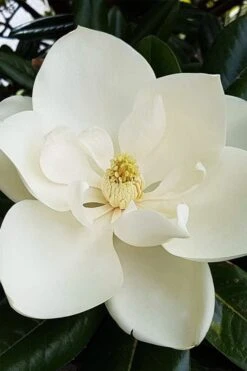 Southern Magnolia Tree - 5 Gallon Pot -Garden Care magnolia grandiflora southern magnolia 1