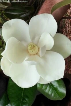 Southern Magnolia Tree - 5 Gallon Pot -Garden Care magnolia grandiflora southern magnolia 2