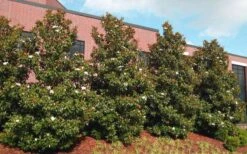 Little Gem Dwarf Southern Magnolia - 3 Gallon Pot (1.5-2.5') -Garden Care magnolia little gem 11
