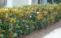 Little Gem Dwarf Southern Magnolia - 3 Gallon Pot (1.5-2.5') -Garden Care magnolia little gem 12