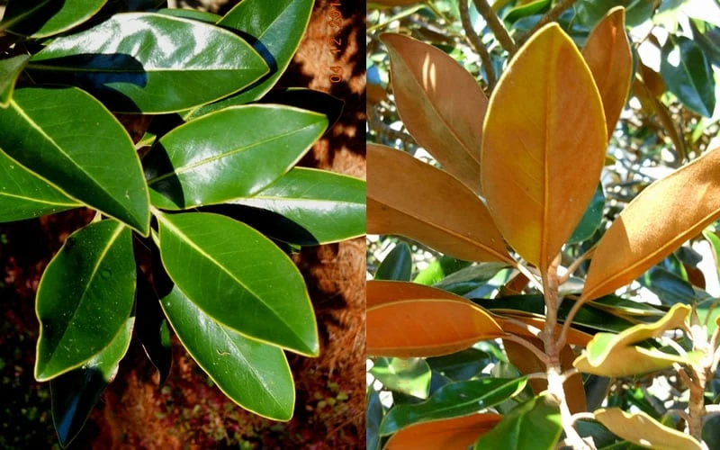 Little Gem Dwarf Southern Magnolia - 7 Gallon Pot (4-5') 6 Little Gem Dwarf Southern Magnolia - 7 Gallon Pot (4-5') - Image 6