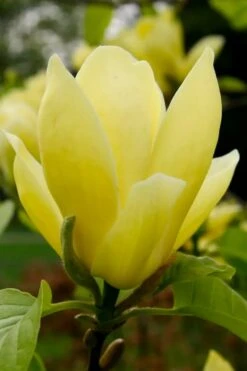 Lois Yellow Magnolia (Tulip Tree) - 7 Gallon Pot (5-6') 16 Lois Yellow Magnolia (Tulip Tree) - 7 Gallon Pot (5-6') -Garden Care magnolia lois yellow tulip tree 1