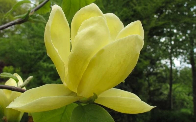 Lois Yellow Magnolia (Tulip Tree) - 7 Gallon Pot (5-6') 5 Lois Yellow Magnolia (Tulip Tree) - 7 Gallon Pot (5-6') - Image 5