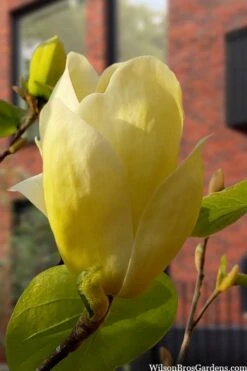 Lois Yellow Magnolia (Tulip Tree) - 7 Gallon Pot (5-6') 17 Lois Yellow Magnolia (Tulip Tree) - 7 Gallon Pot (5-6') -Garden Care magnolia lois yellow tulip tree 5