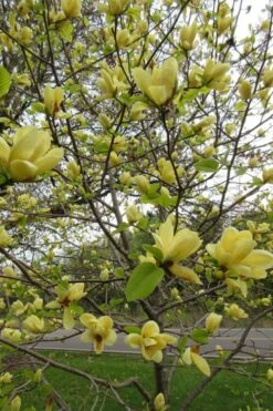 Lois Yellow Magnolia (Tulip Tree) - 7 Gallon Pot (5-6') 15 Lois Yellow Magnolia (Tulip Tree) - 7 Gallon Pot (5-6') -Garden Care magnolia lois yellow tulip tree 7