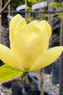 Lois Yellow Magnolia (Tulip Tree) - 7 Gallon Pot (5-6') 18 Lois Yellow Magnolia (Tulip Tree) - 7 Gallon Pot (5-6') -Garden Care magnolia lois yellow tulip tree 9