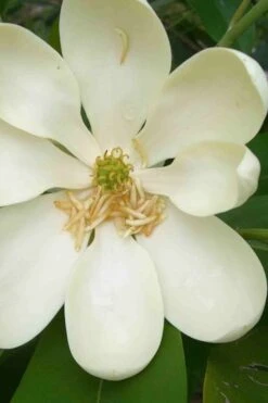 Moonglow Sweet Bay Magnolia Tree (Magnolia Virginiana 'Jim Wilson') - 7 Gallon Pot (6-7') -Garden Care magnolia moonglow sweetbay flower
