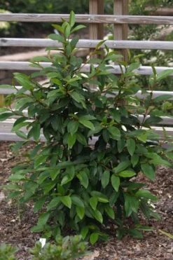 Serendipity Banana Shrub (Magnolia Figo) - 5 Gallon Pot -Garden Care magnolia serendipity banana shrub 3