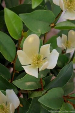 Serendipity Banana Shrub (Magnolia Figo) - 5 Gallon Pot -Garden Care magnolia serendipity banana shrub 4