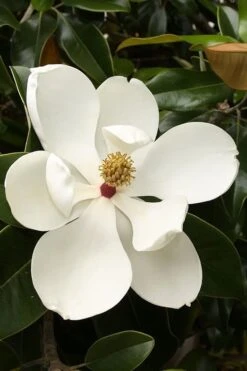 Teddy Bear Dwarf Southern Magnolia - 7 Gallon Pot (3-4') -Garden Care magnolia teddy bear 3