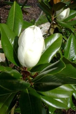 Victoria Cold Hardy Evergreen Magnolia - 3 Gallon Pot -Garden Care magnolia victoria 8