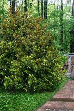 Victoria Cold Hardy Evergreen Magnolia - 3 Gallon Pot -Garden Care magnolia victoria 9