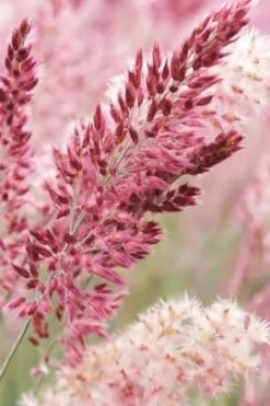 Savannah Ruby Grass (Melinus Nerviglumis) - 6 Pack Of 1 Gallon Pots -Garden Care melinus nerviglumis ruby grass 1