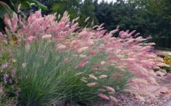 Savannah Ruby Grass (Melinus Nerviglumis) - 6 Pack Of 1 Gallon Pots -Garden Care melinus nerviglumis ruby grass 7