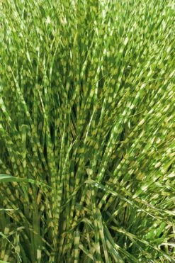 Gold Breeze Zebra Grass (Miscanthus) - 1 Gallon Pot -Garden Care miscanthus gold breeze zebra grass 10