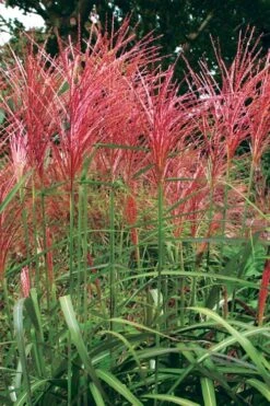 Flame Grass (Miscanthus 'Purpurascens') - 1 Gallon Pot -Garden Care miscanthus purpurascens flame grass 1
