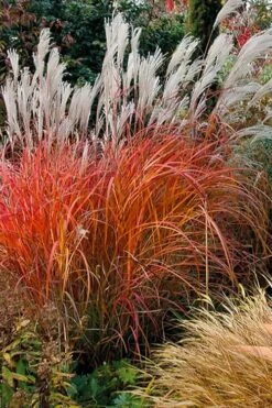 Flame Grass (Miscanthus 'Purpurascens') - 6 Pack Of 1 Gallon Pots -Garden Care miscanthus purpurascens flame grass 10 1