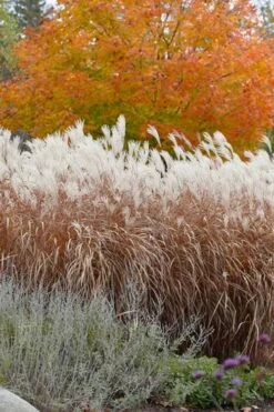 Flame Grass (Miscanthus 'Purpurascens') - 1 Gallon Pot -Garden Care miscanthus purpurascens flame grass 4