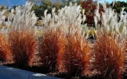 Flame Grass (Miscanthus 'Purpurascens') - 6 Pack Of 1 Gallon Pots -Garden Care miscanthus purpurascens flame grass 5 1