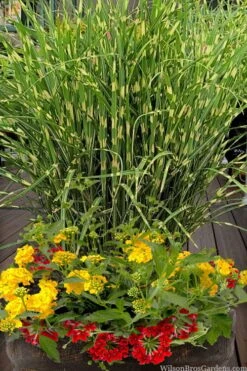 Bandwidth Dwarf Zebra Grass - 1 Gallon Pot -Garden Care miscanthus sinensis bandwidth zebra grass 5