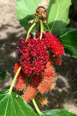 Red Mulberry Tree (Morus Rubra) - 3 Gallon Pot 12 Red Mulberry Tree (Morus Rubra) - 3 Gallon Pot -Garden Care morus rubra red mulberry berries 12