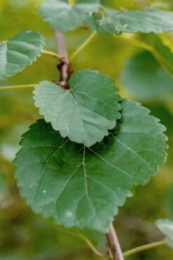 Red Mulberry Tree (Morus Rubra) - 3 Gallon Pot 13 Red Mulberry Tree (Morus Rubra) - 3 Gallon Pot -Garden Care morus rubra red mulberry leaves 1