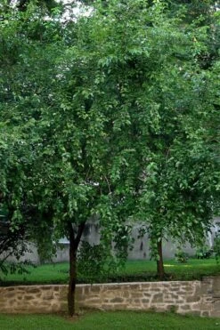 Red Mulberry Tree (Morus Rubra) - 3 Gallon Pot 14 Red Mulberry Tree (Morus Rubra) - 3 Gallon Pot -Garden Care morus rubra red mulberry tree 1