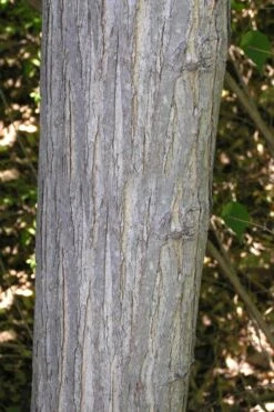 Red Mulberry Tree (Morus Rubra) - 3 Gallon Pot 15 Red Mulberry Tree (Morus Rubra) - 3 Gallon Pot -Garden Care morus rubra red mulberry trunk bark 1