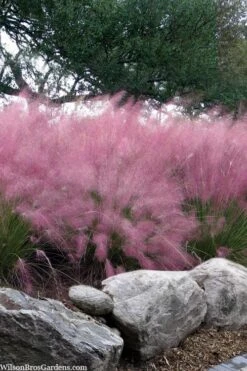 Pink Muhly Grass - Cotton Candy Grass - 1 Gallon Pot 16 Pink Muhly Grass - Cotton Candy Grass - 1 Gallon Pot -Garden Care muhlenbergia capillaris pink muhly cotton candy grass 202 2
