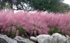 Pink Muhly Grass - Cotton Candy Grass - 3 Gallon Pot -Garden Care muhlenbergia capillaris pink muhly cotton candy grass 204 1