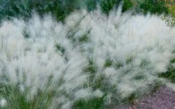 White Cloud Muhly Grass - 3 Gallon Pot -Garden Care muhlenbergia capillaris white cloud muhly grass 102 1