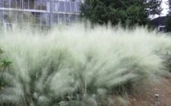 White Cloud Muhly Grass - 3 Gallon Pot -Garden Care muhlenbergia capillaris white cloud muhly grass 103 1