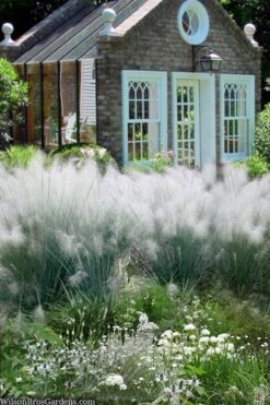 White Cloud Muhly Grass - 3 Gallon Pot -Garden Care muhlenbergia capillaris white cloud muhly grass 108 1