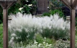 White Cloud Muhly Grass - 1 Gallon Pot -Garden Care muhlenbergia capillaris white cloud muhly grass 109