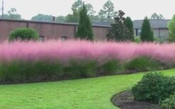 Pink Muhly Grass - Cotton Candy Grass - 3 Gallon Pot -Garden Care muhly grass pink 70 1
