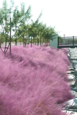 Pink Muhly Grass - Cotton Candy Grass - 3 Gallon Pot -Garden Care muhly grass pink 77 1