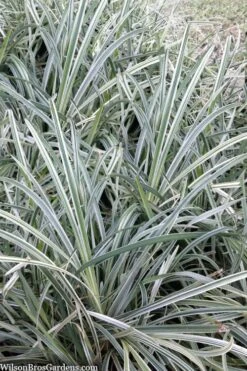 Silver Mist Mondo Grass - 6 Pack Of Pint Pots -Garden Care ophiopogon japonicus silver20mist modo grass 2