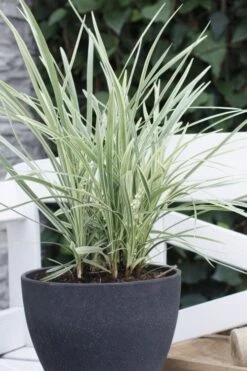 Silver Mist Mondo Grass - 6 Pack Of Pint Pots -Garden Care ophiopogon japonicus silver20mist modo grass 3