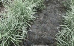 Silver Mist Mondo Grass - 6 Pack Of Pint Pots -Garden Care ophiopogon japonicus silver20mist modo grass 4