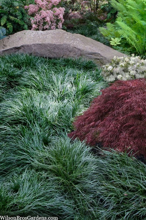 Tall Mondo Grass - 10 Count Flat Of Pint Pots 1 Tall Mondo Grass - 10 Count Flat Of Pint Pots