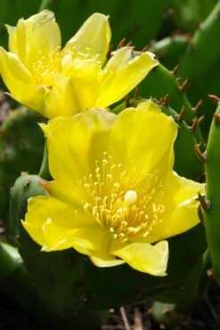 Eastern Prickly Pear Cactus (Opuntia Humifusa) - 3 Gallon Pot -Garden Care opuntia humifusa eastern prickly pear cactus 1