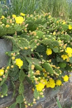 Eastern Prickly Pear Cactus (Opuntia Humifusa) - 3 Gallon Pot -Garden Care opuntia humifusa eastern prickly pear cactus 10