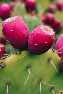 Eastern Prickly Pear Cactus (Opuntia Humifusa) - 3 Gallon Pot -Garden Care opuntia humifusa eastern prickly pear cactus 12
