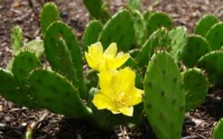 Eastern Prickly Pear Cactus (Opuntia Humifusa) - 3 Gallon Pot -Garden Care opuntia humifusa eastern prickly pear cactus 3