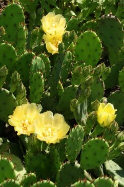 Eastern Prickly Pear Cactus (Opuntia Humifusa) - 3 Gallon Pot -Garden Care opuntia humifusa eastern prickly pear cactus 4