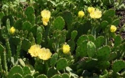 Eastern Prickly Pear Cactus (Opuntia Humifusa) - 3 Gallon Pot -Garden Care opuntia humifusa eastern prickly pear cactus 5